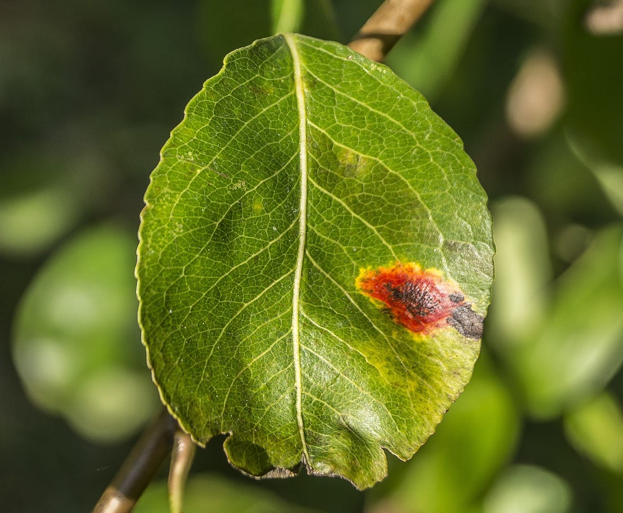 leaf